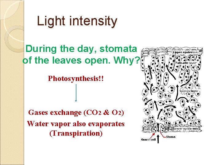 Light intensity During the day, stomata of the leaves open. Why? Photosynthesis!! Gases exchange