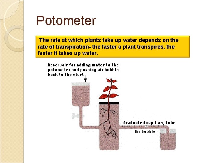 Potometer The rate at which plants take up water depends on the rate of