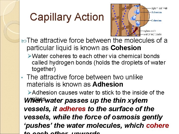 Capillary Action The attractive force between the molecules of a particular liquid is known