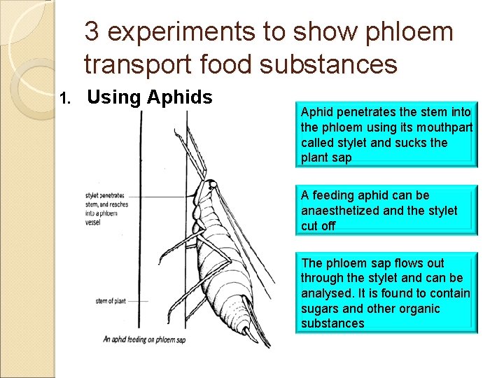 3 experiments to show phloem transport food substances 1. Using Aphids Aphid penetrates the