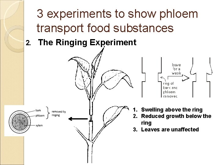 3 experiments to show phloem transport food substances 2. The Ringing Experiment 1. Swelling