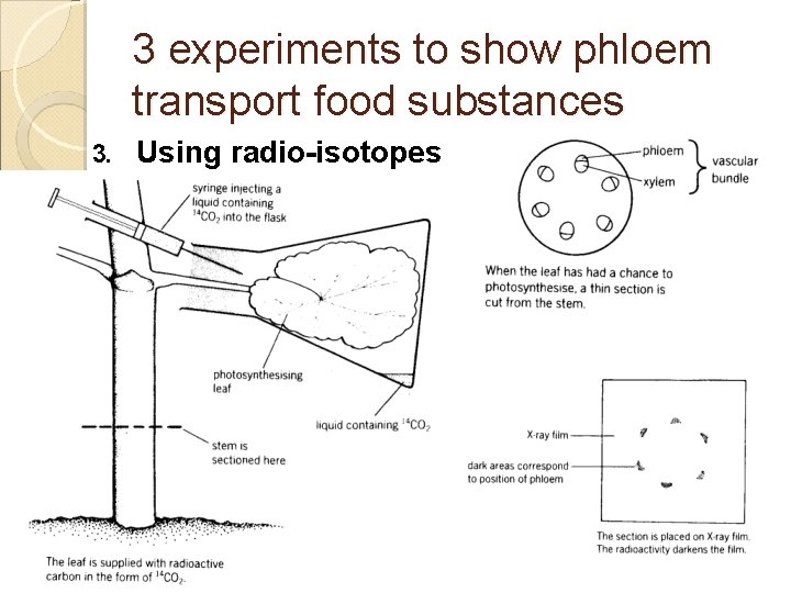 3 experiments to show phloem transport food substances 3. Using radio-isotopes 