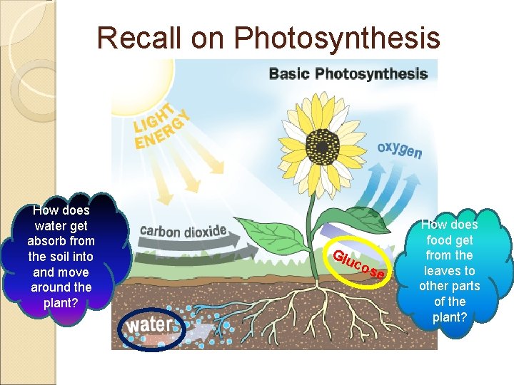 Recall on Photosynthesis How does water get absorb from the soil into and move