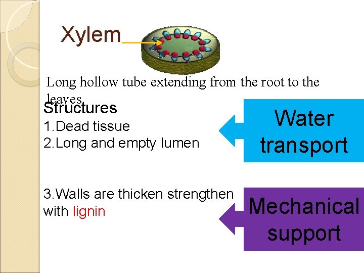 Xylem Long hollow tube extending from the root to the leaves Structures 1. Dead