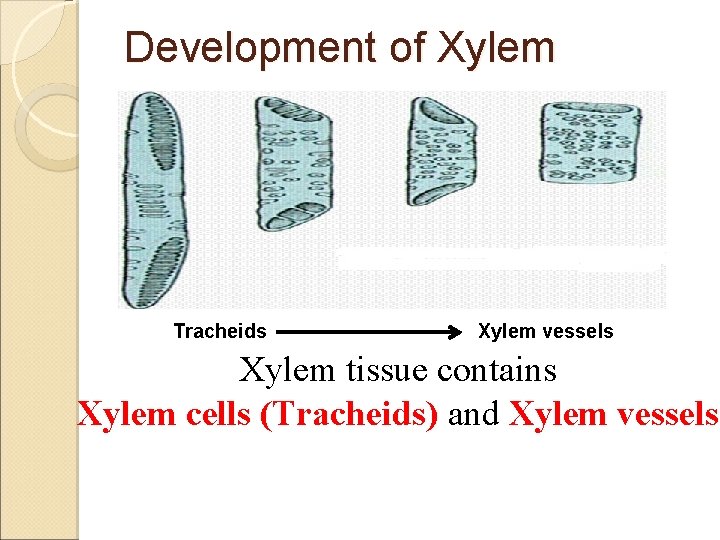 Development of Xylem Tracheids Xylem vessels Xylem tissue contains Xylem cells (Tracheids) and Xylem