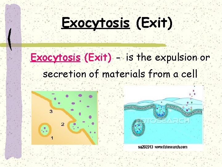 Exocytosis (Exit) - is the expulsion or secretion of materials from a cell 