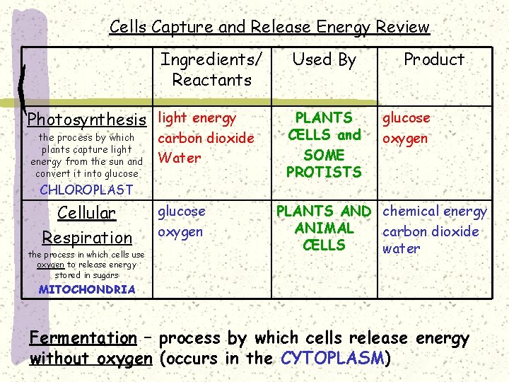 Cells Capture and Release Energy Review Ingredients/ Reactants Photosynthesis light energy the process by