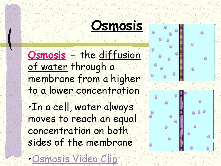 Osmosis - the diffusion of water through a membrane from a higher to a