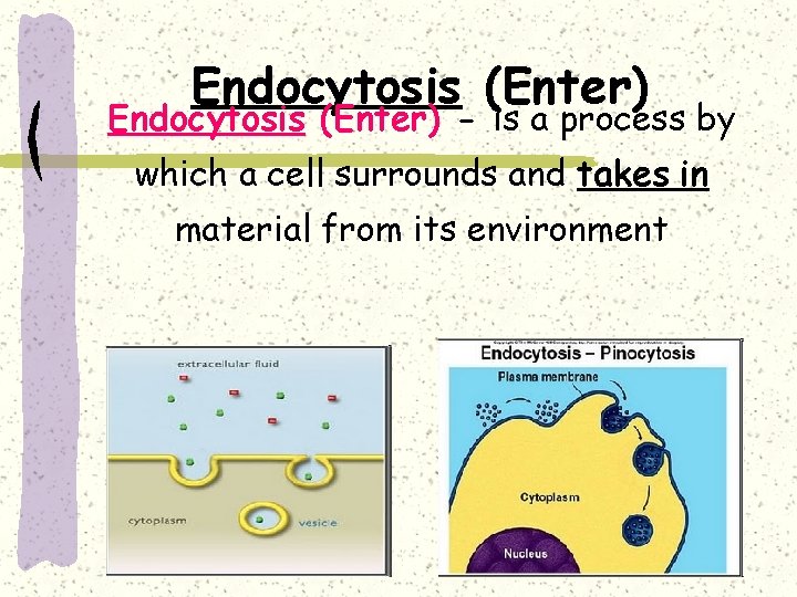 Endocytosis (Enter) - is a process by which a cell surrounds and takes in