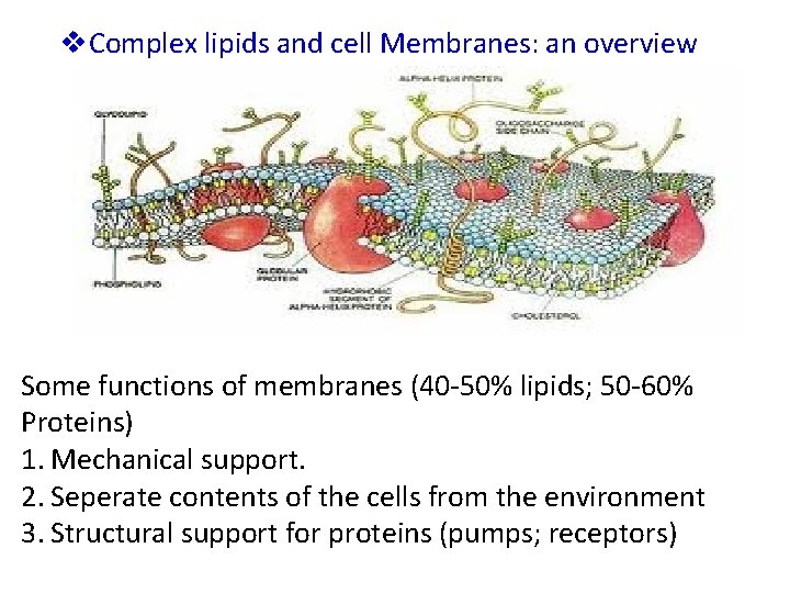 v. Complex lipids and cell Membranes: an overview Some functions of membranes (40 -50%
