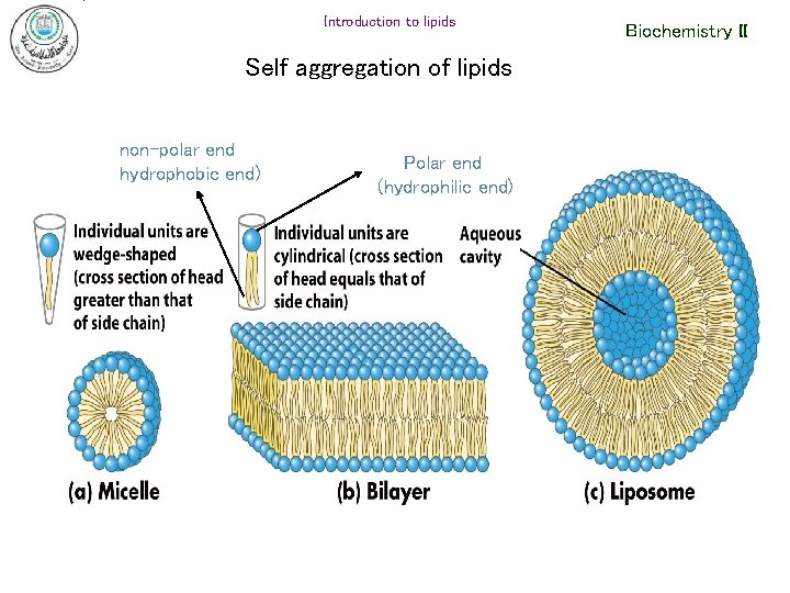 Introduction to lipids Self aggregation of lipids non-polar end hydrophobic end) Polar end (hydrophilic