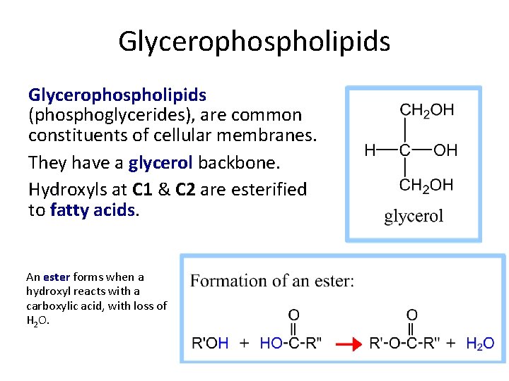 Glycerophospholipids (phosphoglycerides), are common constituents of cellular membranes. They have a glycerol backbone. Hydroxyls