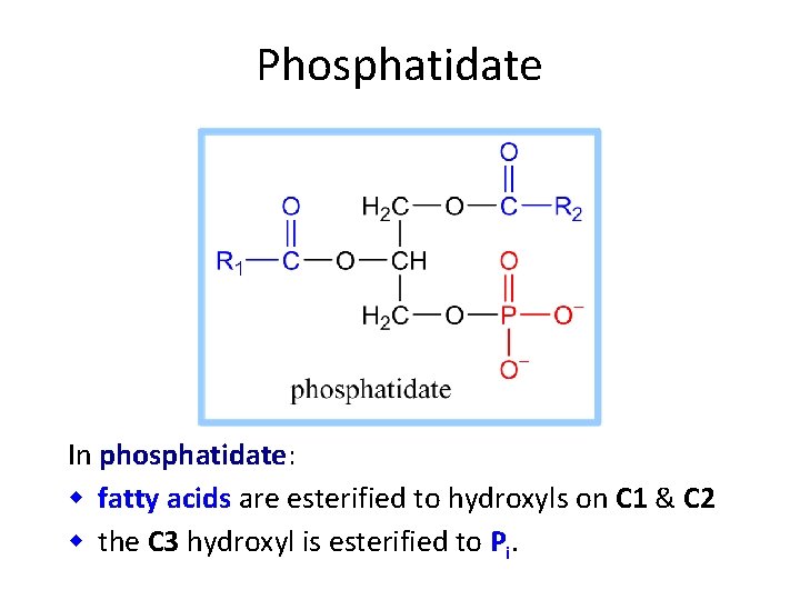 Phosphatidate In phosphatidate: w fatty acids are esterified to hydroxyls on C 1 &