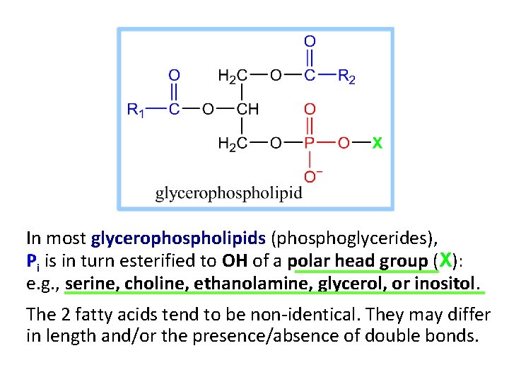 In most glycerophospholipids (phosphoglycerides), Pi is in turn esterified to OH of a polar