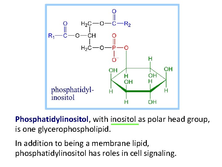 Phosphatidylinositol, with inositol as polar head group, is one glycerophospholipid. In addition to being Phosphatidylinositol, with inositol as polar head group, is one glycerophospholipid. In addition to being