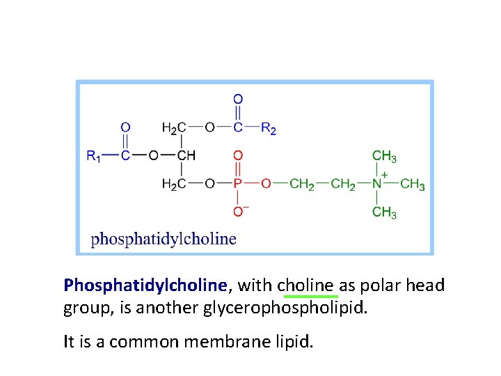 Phosphatidylcholine, with choline as polar head group, is another glycerophospholipid. It is a common