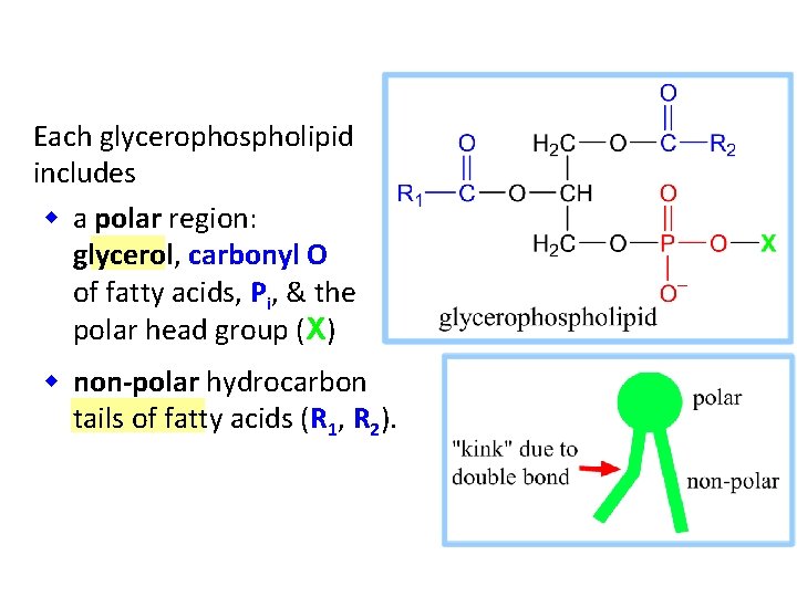 Each glycerophospholipid includes w a polar region: glycerol, carbonyl O of fatty acids, Pi,