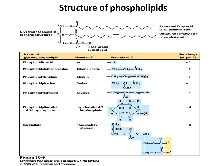 Structure of phospholipids Structure of phospholipids