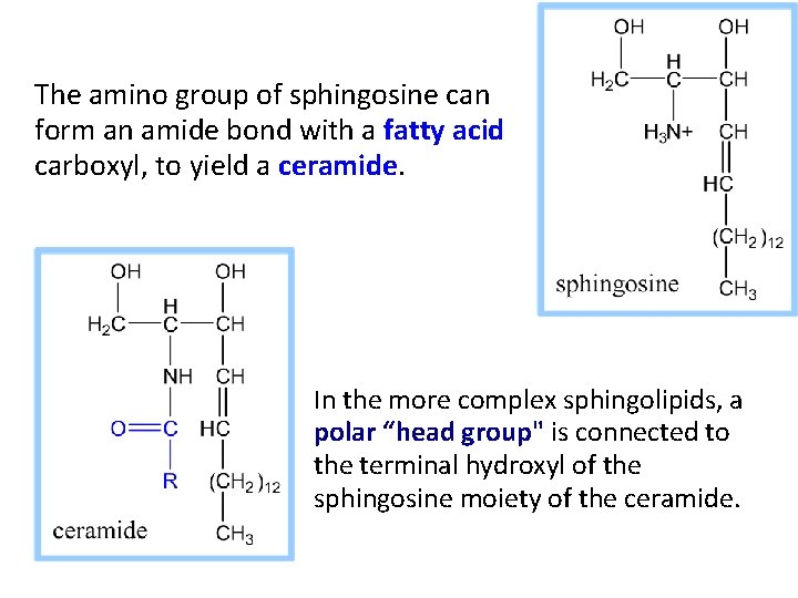 The amino group of sphingosine can form an amide bond with a fatty acid