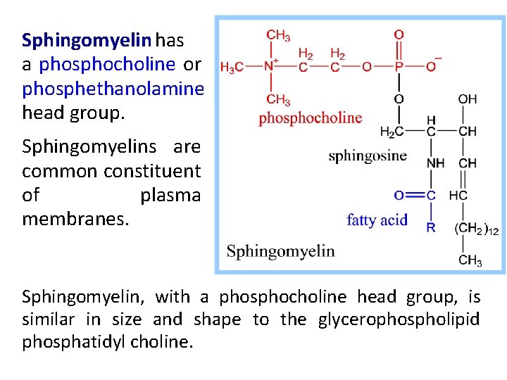 Sphingomyelin has a phosphocholine or phosphethanolamine head group. Sphingomyelins are common constituent of plasma