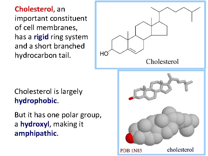 Cholesterol, an important constituent of cell membranes, has a rigid ring system and a