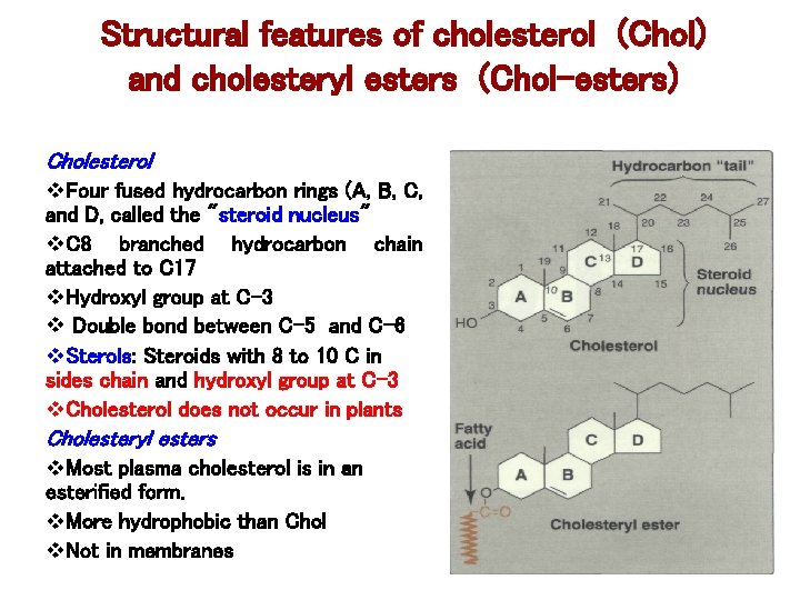 Structural features of cholesterol (Chol) and cholesteryl esters (Chol-esters) Cholesterol v. Four fused hydrocarbon