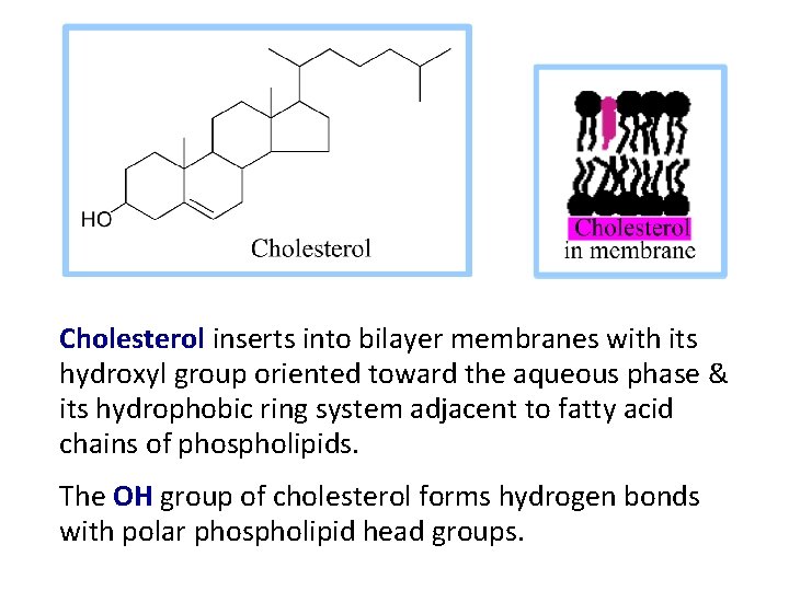 Cholesterol inserts into bilayer membranes with its hydroxyl group oriented toward the aqueous phase