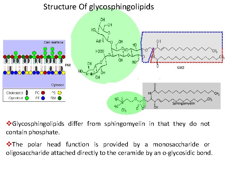 Structure Of glycosphingolipids GM 2 Sphingomyelin v. Glycosphingolipids differ from sphingomyelin in that they