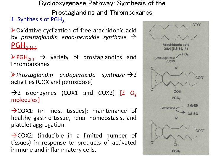 Cyclooxygenase Pathway: Synthesis of the Prostaglandins and Thromboxanes 1. Synthesis of PGH 2 ØOxidative