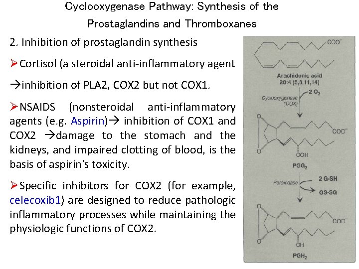 Cyclooxygenase Pathway: Synthesis of the Prostaglandins and Thromboxanes 2. Inhibition of prostaglandin synthesis ØCortisol