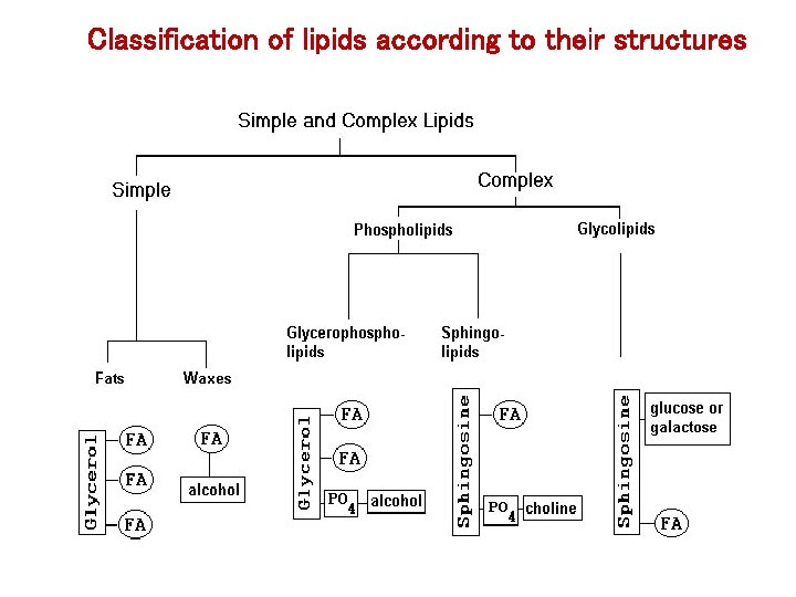 Classification of lipids according to their structures 