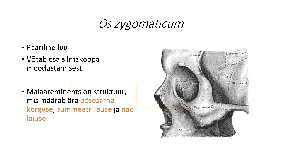 Os zygomaticum • Paariline luu • Võtab osa silmakoopa moodustamisest • Malaareminents on struktuur,