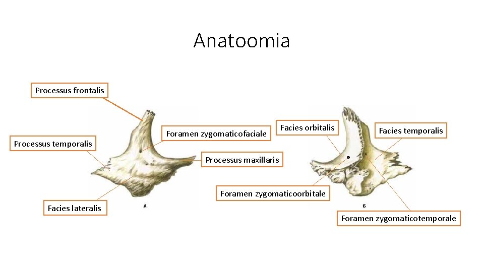 Anatoomia Processus frontalis Processus temporalis Foramen zygomaticofaciale Facies orbitalis Facies temporalis Processus maxillaris Foramen