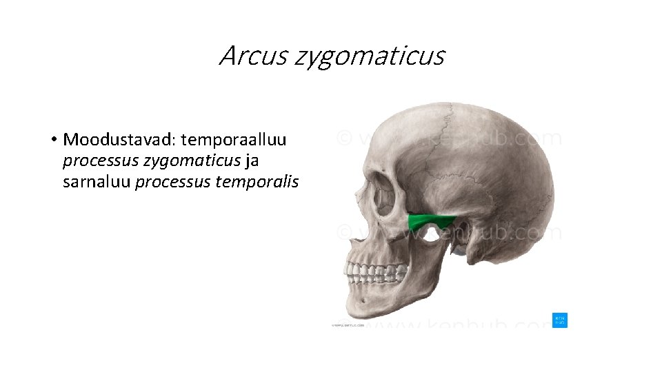 Arcus zygomaticus • Moodustavad: temporaalluu processus zygomaticus ja sarnaluu processus temporalis 