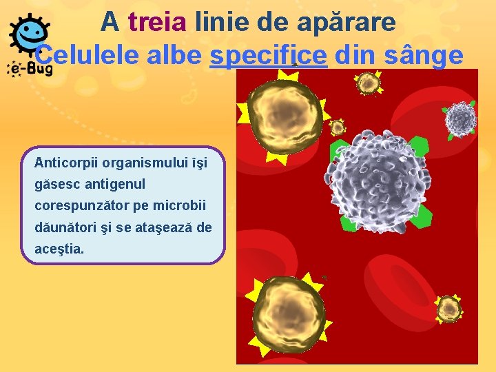 A treia linie de apărare Celulele albe specifice din sânge Anticorpii organismului îşi găsesc