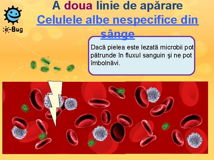 A doua linie de apărare Celulele albe nespecifice din sânge Dacă pielea este lezată