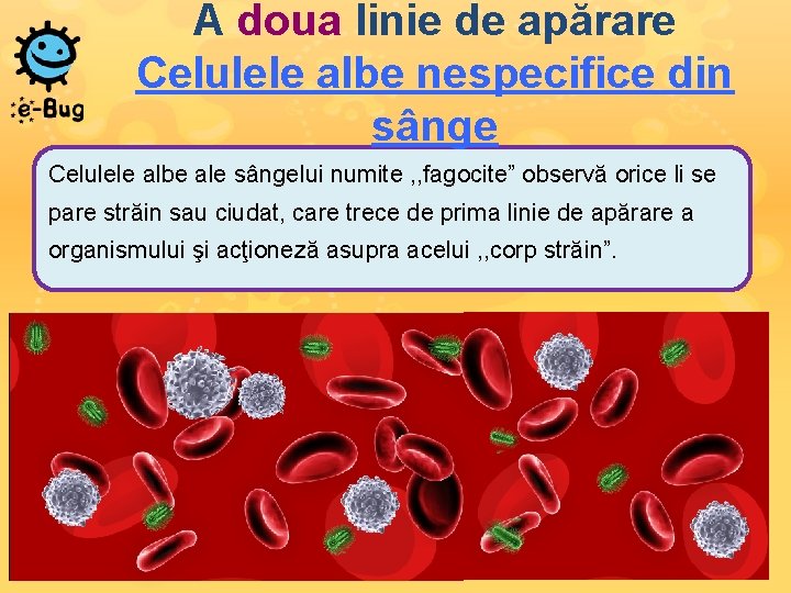 A doua linie de apărare Celulele albe nespecifice din sânge Celulele albe ale sângelui