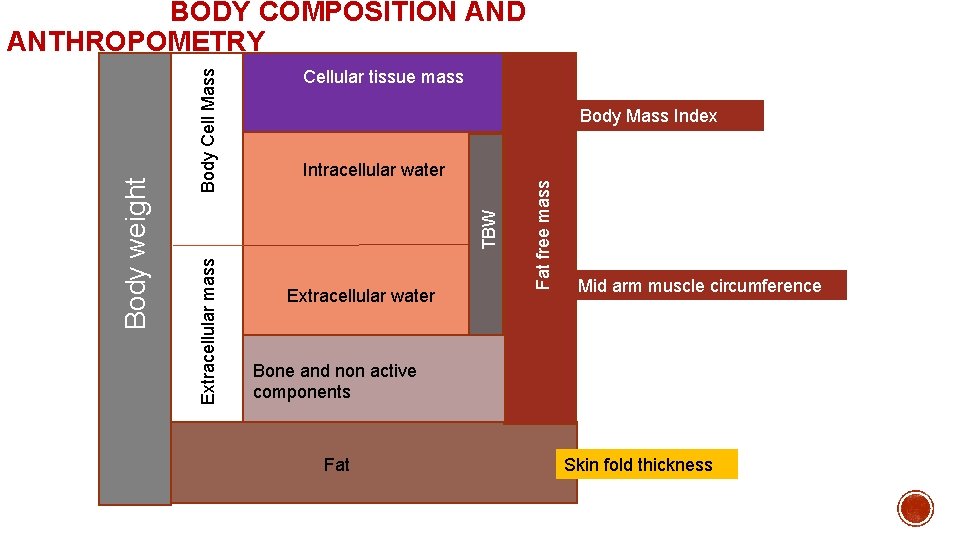 Cellular tissue mass Body Mass Index Extracellular water Fat free mass Intracellular water TBW Cellular tissue mass Body Mass Index Extracellular water Fat free mass Intracellular water TBW