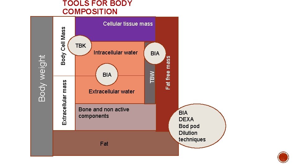 Intracellular water Extracellular water Bone and non active components Fat BIA Fat free mass Intracellular water Extracellular water Bone and non active components Fat BIA Fat free mass