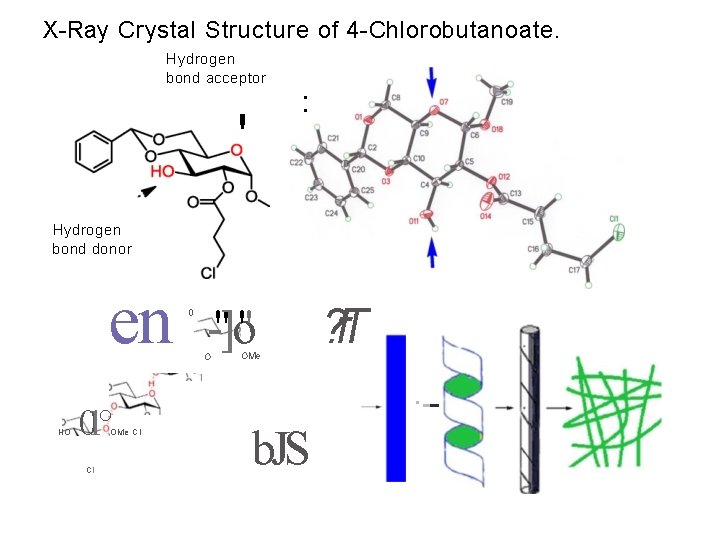 X-Ray Crystal Structure of 4 -Chlorobutanoate. Hydrogen bond acceptor • • ' Hydrogen bond