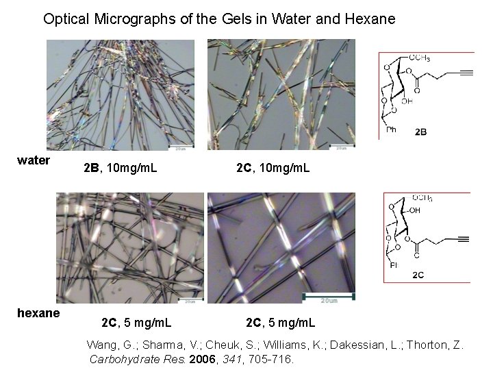 Optical Micrographs of the Gels in Water and Hexane water hexane 2 B, 10