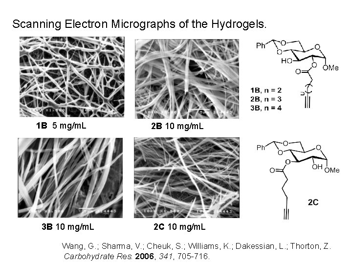 Scanning Electron Micrographs of the Hydrogels. 1 B 5 mg/m. L 3 B 10