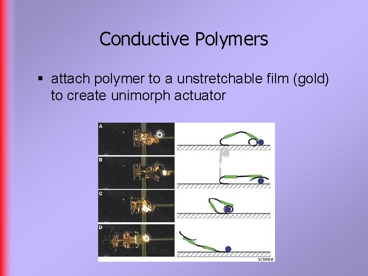 Conductive Polymers § attach polymer to a unstretchable film (gold) to create unimorph actuator