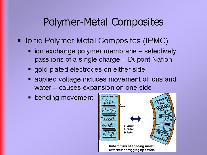 Polymer-Metal Composites § Ionic Polymer Metal Composites (IPMC) § ion exchange polymer membrane –