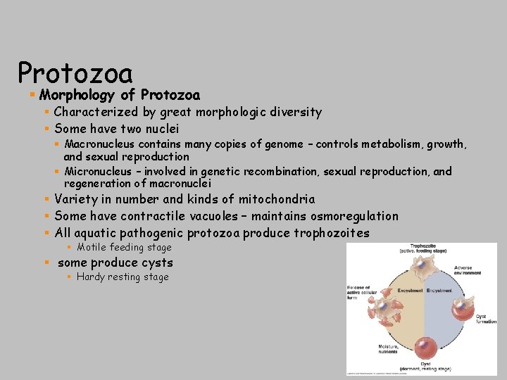 Protozoa § Morphology of Protozoa § Characterized by great morphologic diversity § Some have
