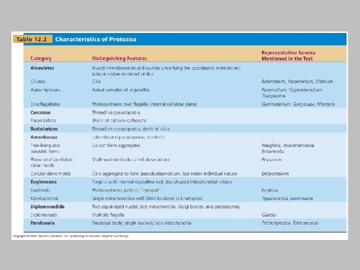Protozoa [INSERT TABLE 12. 2] 