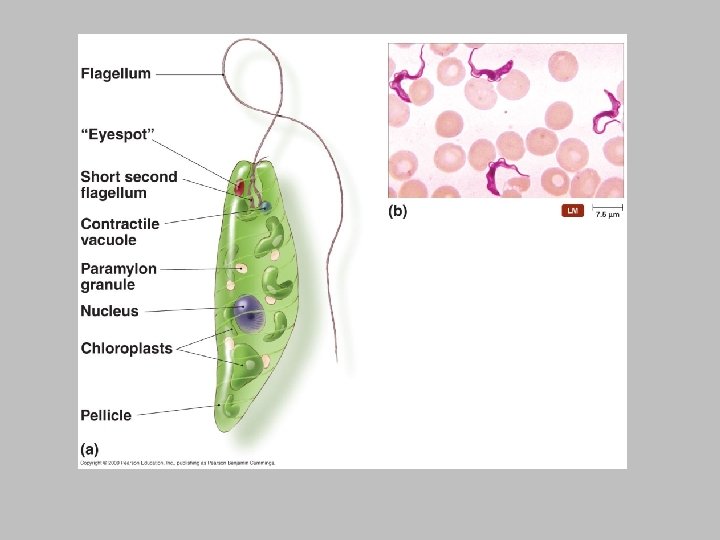 Protozoa [INSERT FIGURE 12. 14] 