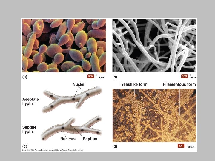 Fungi [INSERT FIGURE 12. 16] 