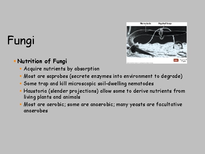Fungi § Nutrition of Fungi Acquire nutrients by absorption Most are saprobes (secrete enzymes