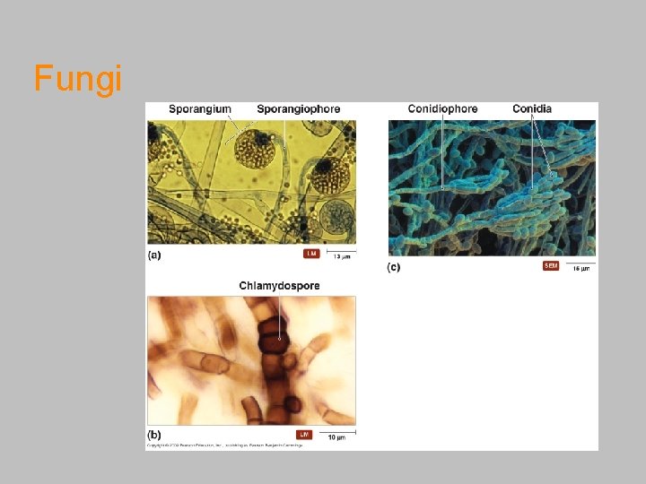Fungi [INSERT FIGURE 12. 19] 